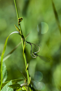 蜻蜓和绿叶