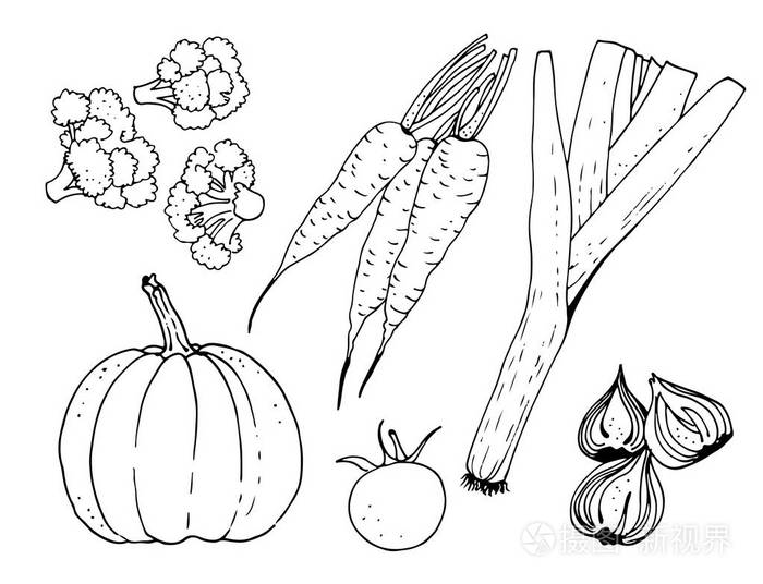 胡萝卜, 洋葱, 花椰菜, 韭菜插画-正版商用图片06ir27-摄图新视界