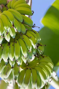 一棵树上的新鲜绿色香蕉果实