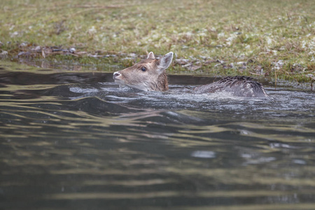 休闲鹿游泳和站立在水在一个寒冷的冬天天