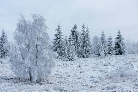 山上覆盖着雪和霜的冷杉树