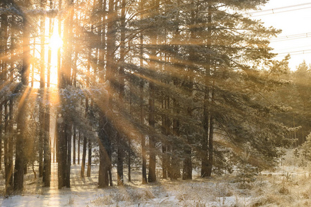 松树林树的结霜树枝上的太阳光线的冬季景观