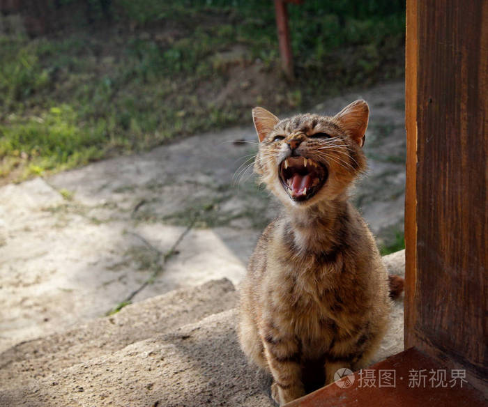 猫在门口尖叫