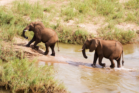 涉水通过一条河的两个非洲大象