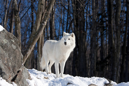 北极狼 arctos 在加拿大冬天坐在岩石悬崖顶上