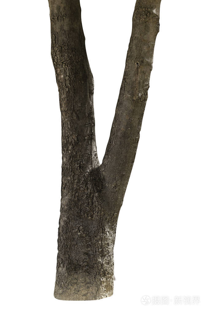 关闭树干上孤立的白色背景
