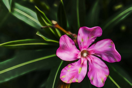 夹竹桃植物粉红色花卉自然