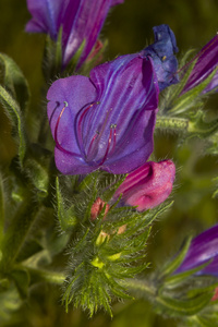 毒蛇 bugloss 花 echium 花