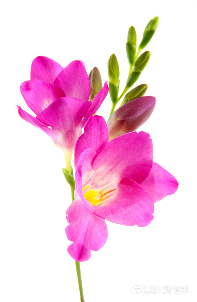 美丽小苍兰花, 隔离对惠特
