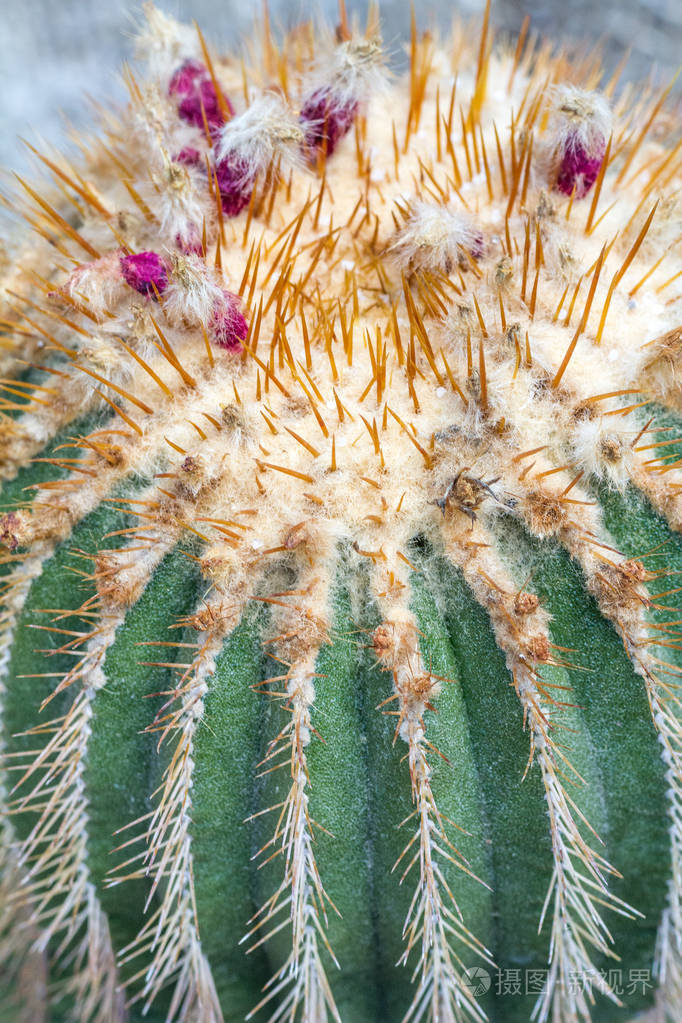 绚丽的多刺仙人掌