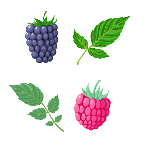 矢量树莓和 blacberry