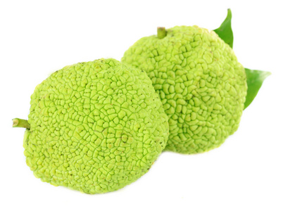 桑橙果实 maclura pomifera，白色衬底上分离