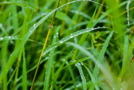 雨后春天在草地上的露水。在新鲜的绿草上滴下露珠。新鲜的绿草与水滴特写。自然背景