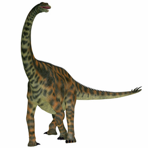 在白色 spinophorosaurus