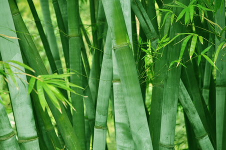 鲜背景的竹的茎和叶