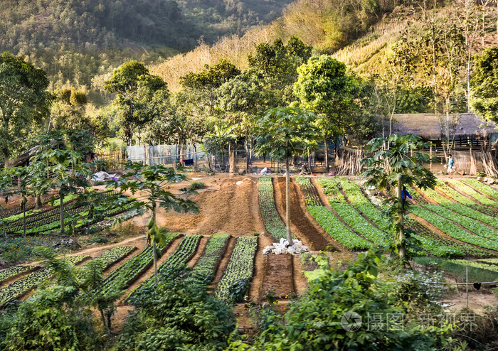 农业区域在东南亚地区农村