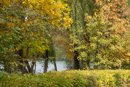 秋天公园树后的湖