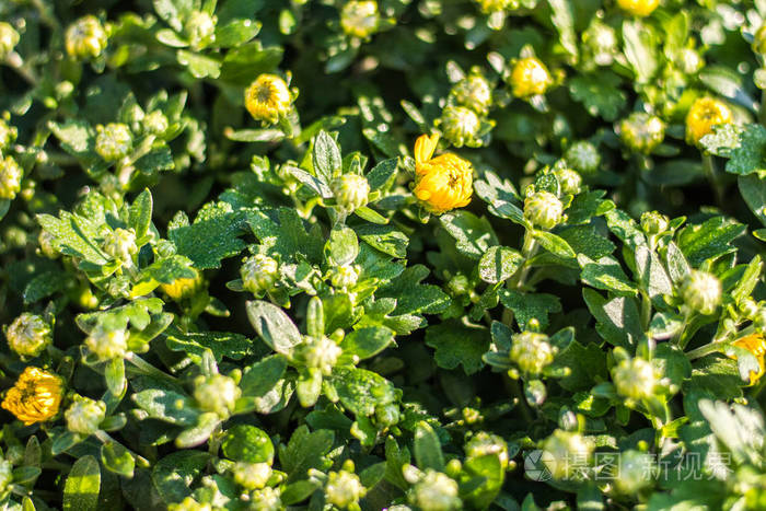 年轻的绿色菊花芽晨花