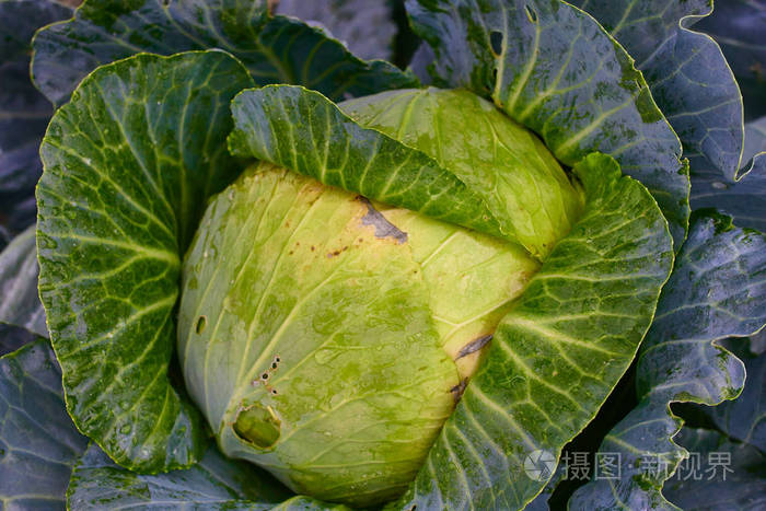 白菜头新鲜在花园里生长有机蔬菜背景农业概念