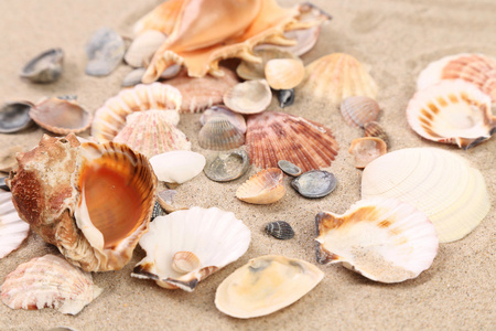 海贝壳作为背景的沙子上。关闭