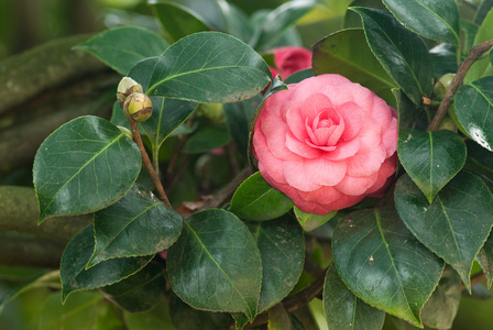 山茶花