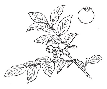 蓝莓灌木通常聚集在一起.