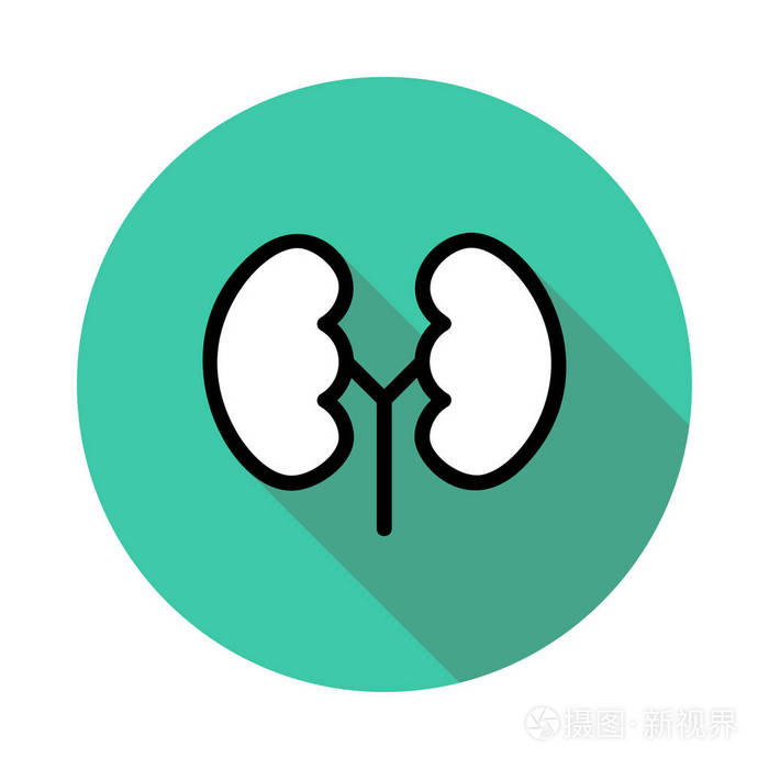 人体肾脏平面图标在白色背景, 矢量, 插图隔离插画-正版商用图片06j