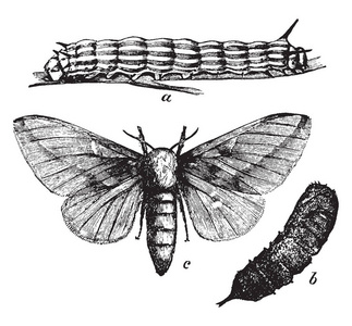 枫虫是蛾属, 复古线条画或雕刻插图