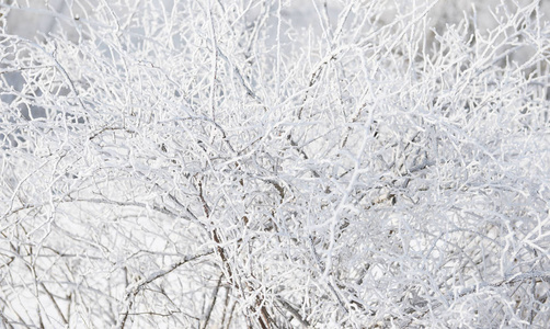 冰雪覆盖的树枝在冬天的森林里特写, 抽象的背景, 美丽的野生风景