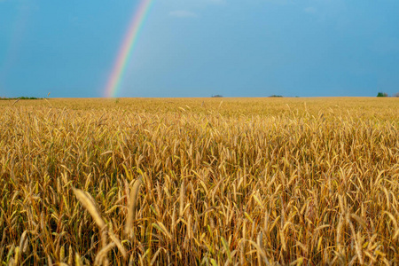 雨后彩虹景观与金黄耳朵麦田