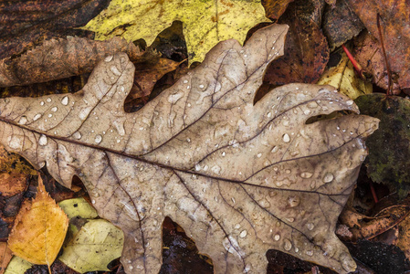 秋雨落在干枯的橡树叶上图片