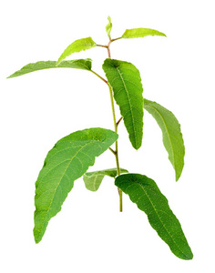 德庆柠檬桉叶图片