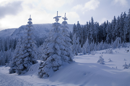 雪域森林