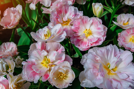 白色粉红色的郁金香。库肯霍夫花园。荷兰