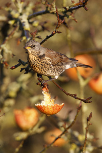 fieldfare 鸫 pilaris