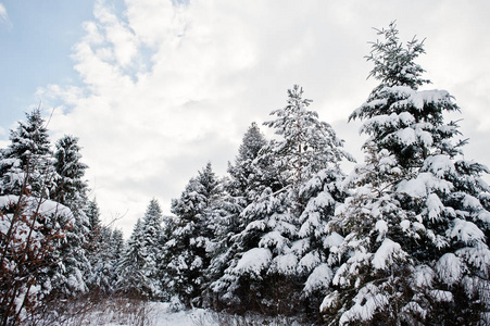 被雪覆盖的松树。美丽的冬季风景。霜 n