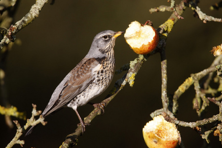 fieldfare 鸫 pilaris