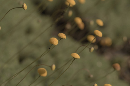 小黄花蕾的自然背景图片