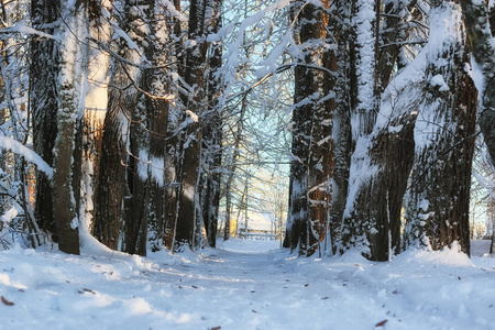 森林景观阳光冬雪