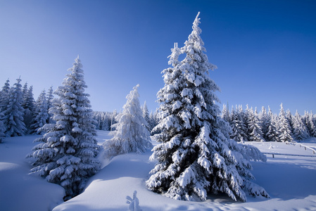 雪山森林