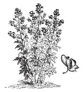 这张照片显示了乌头木的习惯和他的花朵。花是生长在簇, 复古线条画或雕刻插图