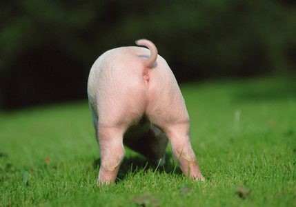 小粉红小猪站在绿地里的后观