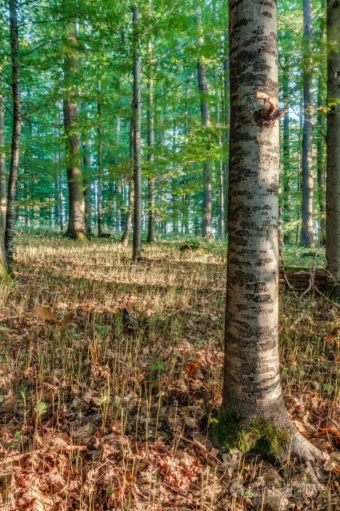 在欧洲晚 9 月落叶森林与地面温暖淡黄色的绿色颜色树林里的温暖阳光