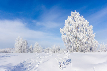 霜树在寒冷的一天