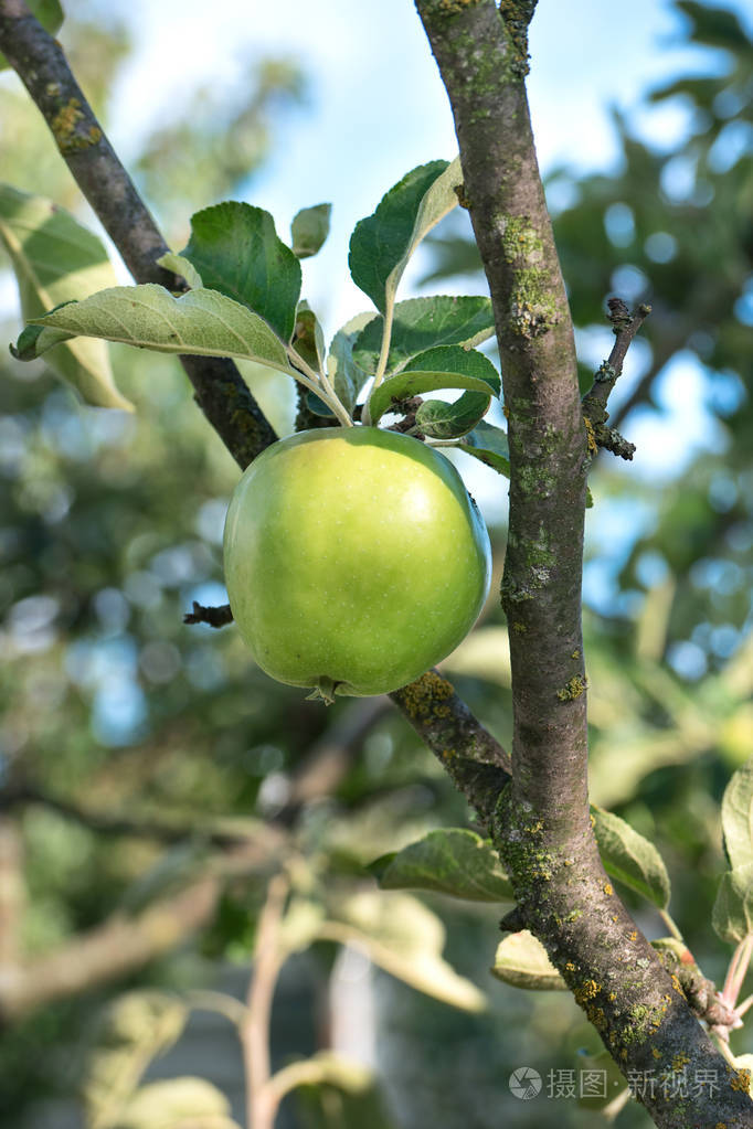 树上的青苹果