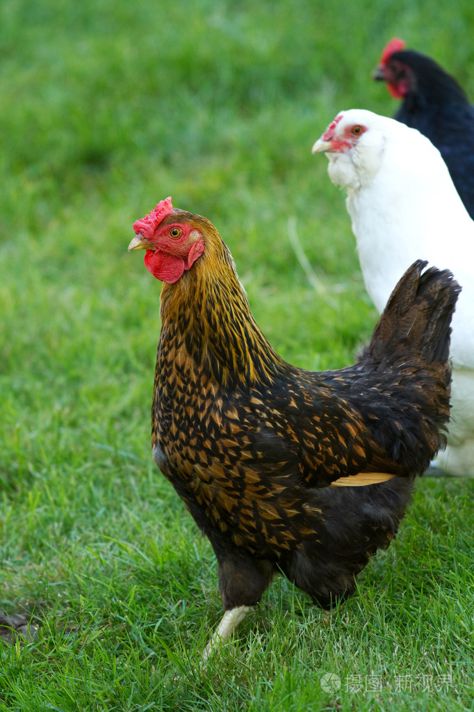 站在草田的母鸡