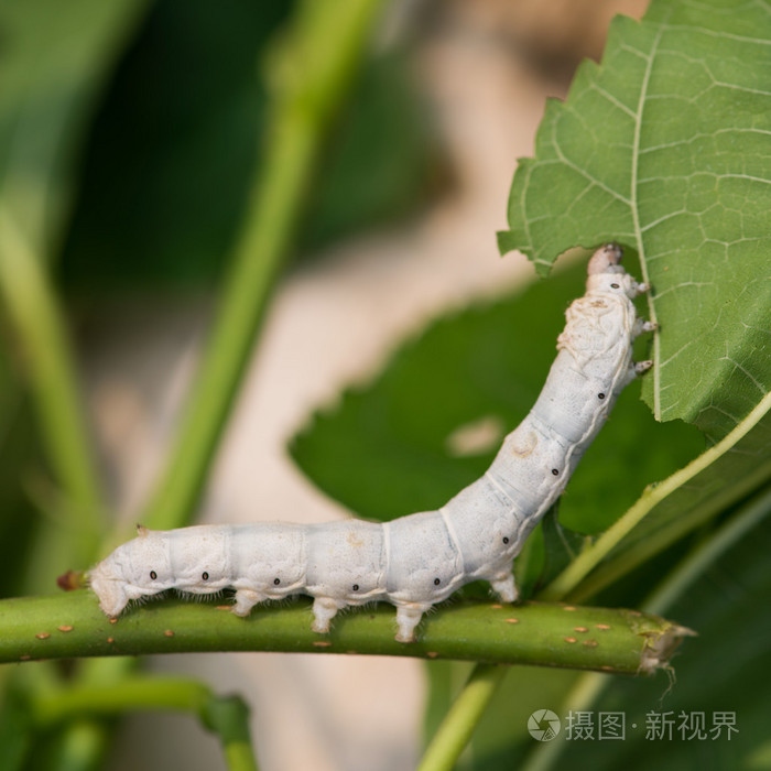 蚕照片 正版商用图片06ju9n 摄图新视界 蚕照片 正版商用图片06ju9n 摄图新视界