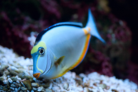 天狗图片 天狗素材 天狗插画 摄图新视界