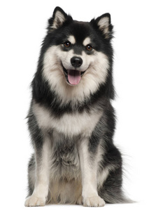 芬兰 Lapphund, 1 岁, 坐在白色 backgrou 前