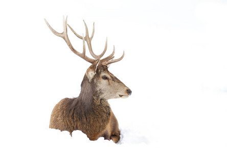 红鹿坐在冬雪中